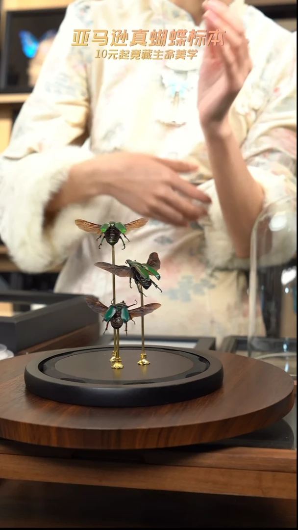 十一设计-绿萝花金龟+细纹罗花金龟+苹绿唇花金龟展翅玻璃罩款