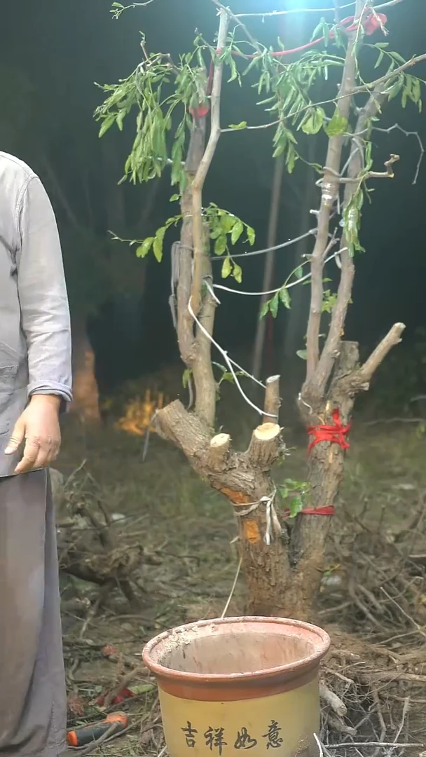 完全开放枣树0002