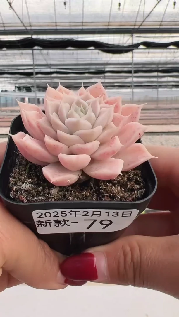 【闪购商品】新款多肉-79