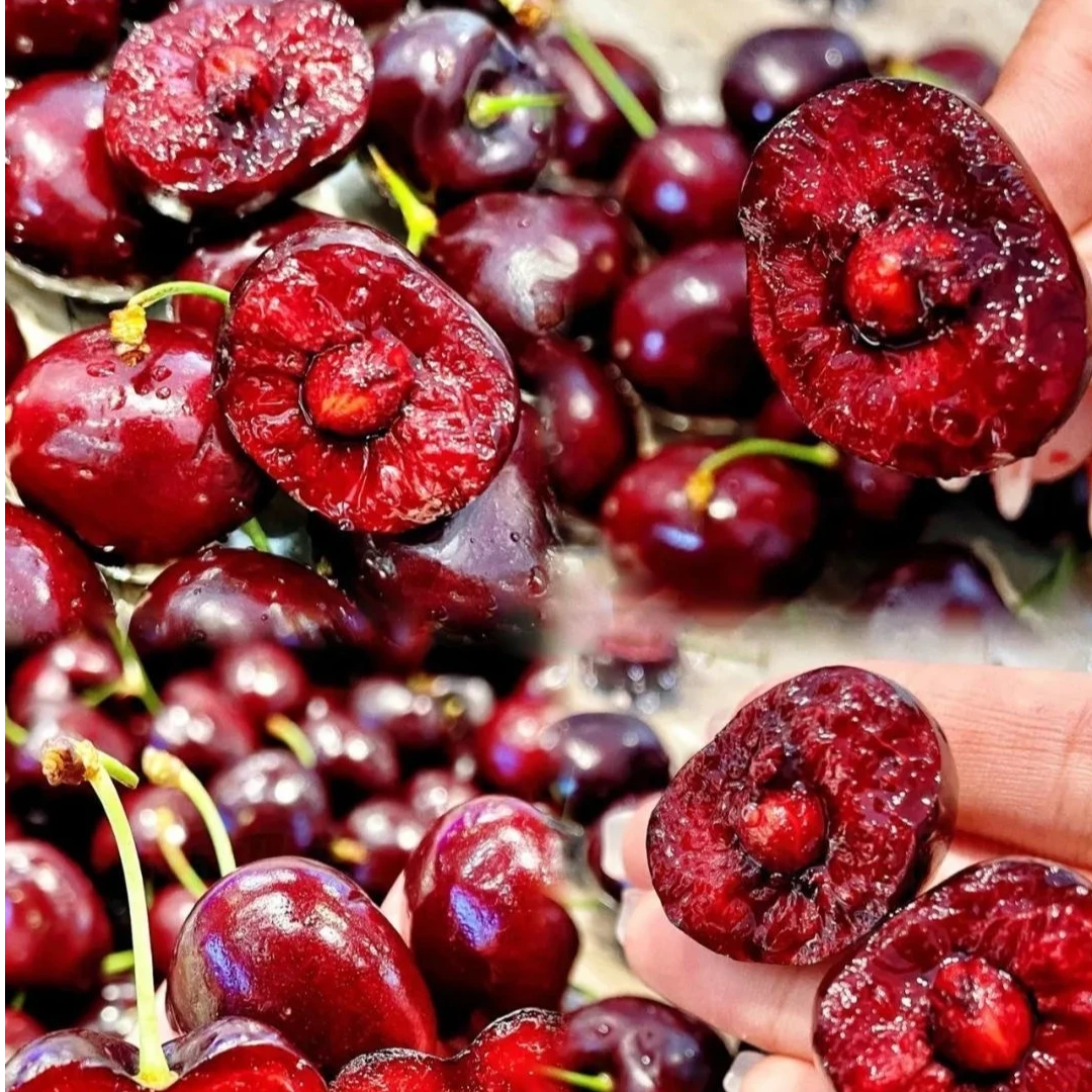 智利进口海运桑提娜车厘子内附果径卡【【4JD】【2JD】2.5kg桑提娜樱桃