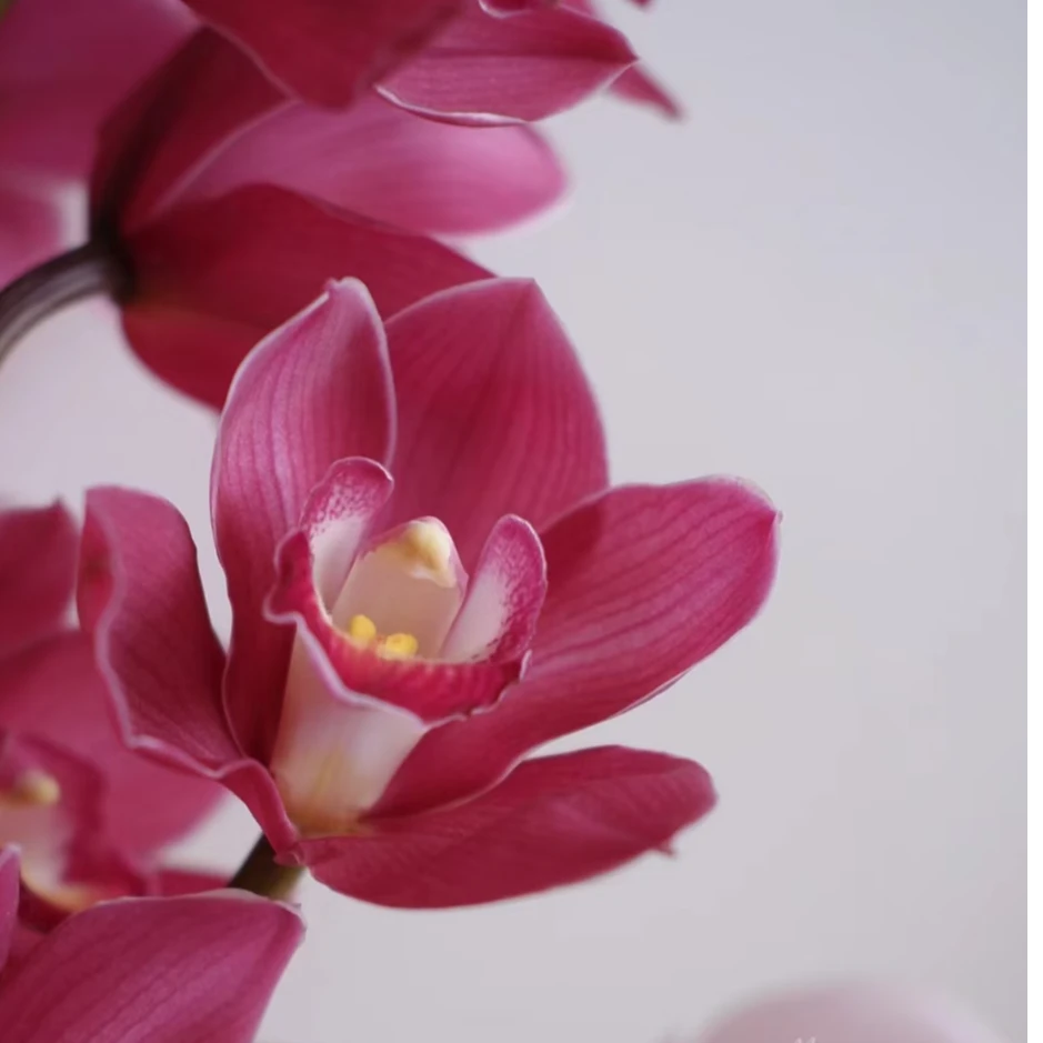 洛神 5支剑  深紫粉色大花蕙兰 年宵花 带花苞发货 190#