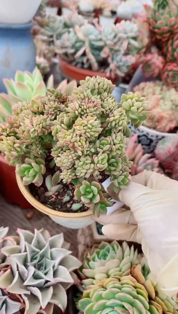 15314多肉植物一物一拍