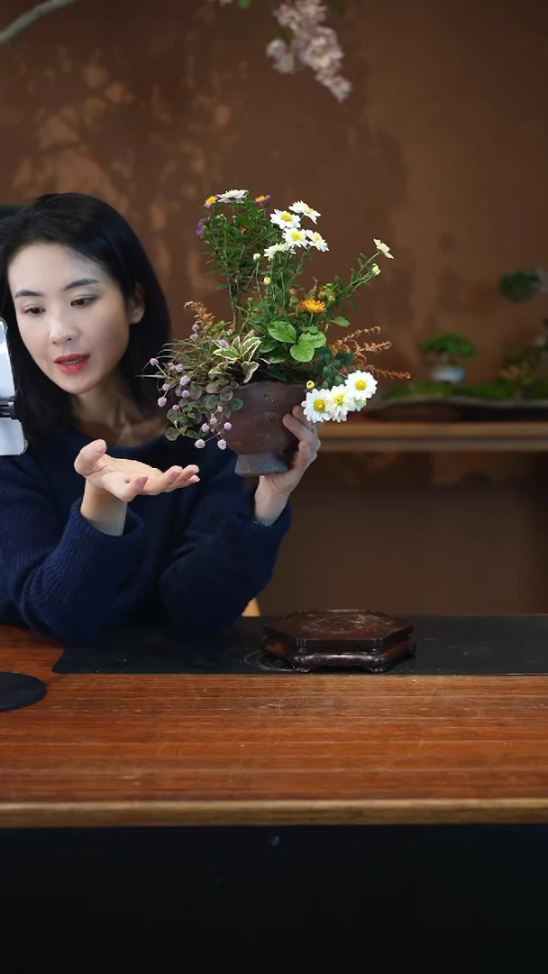 全部花朵山野草盆景盆景盆景