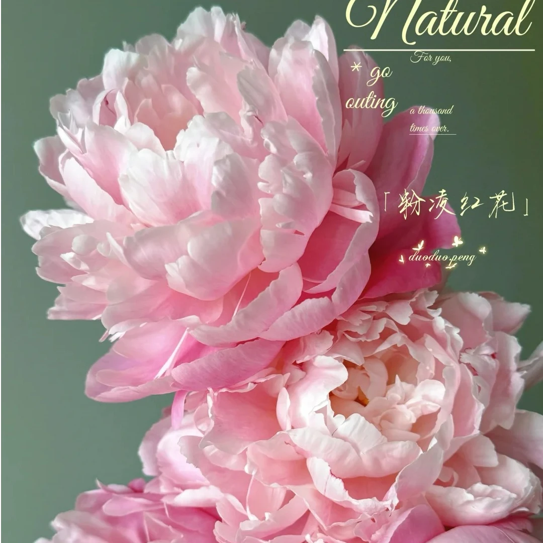 【粉凌红花】芍药苗粉色盆栽地栽阳台花园庭院 包对版包正版