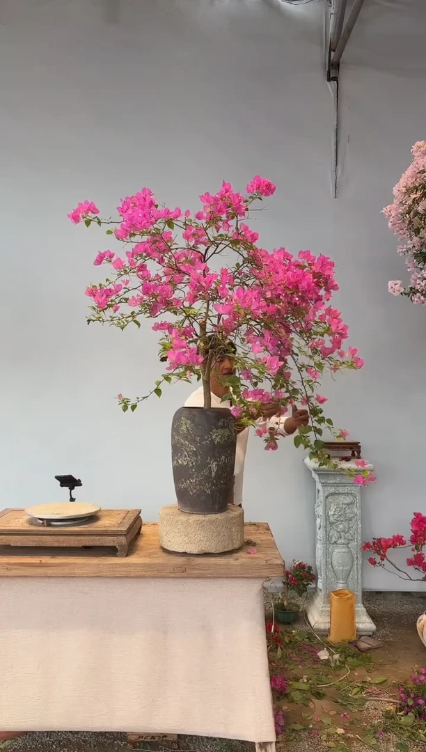 全部花朵玉***?三角梅85