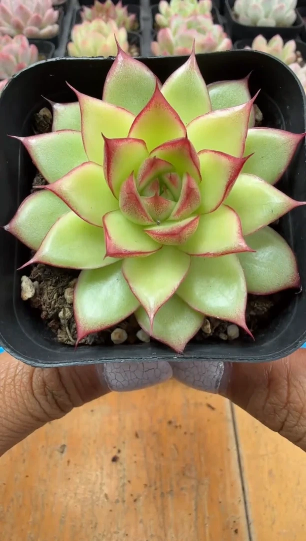 东云多肉园二店-09