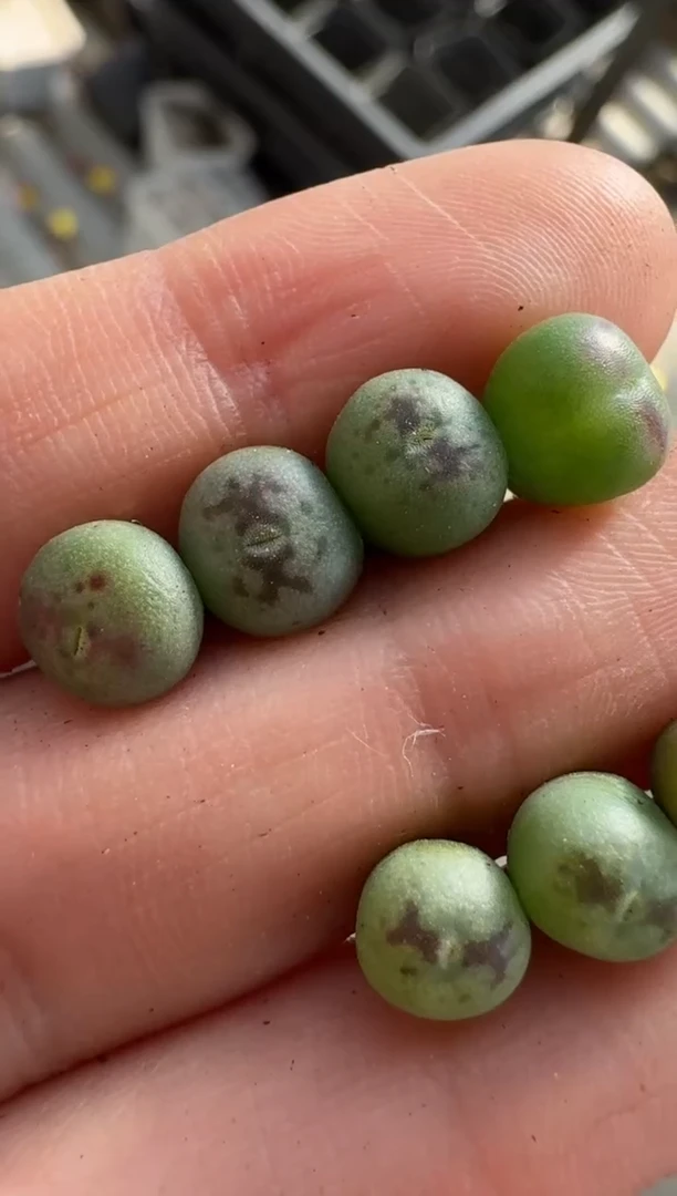 【闪购商品】17-39桃割娘杂交一颗