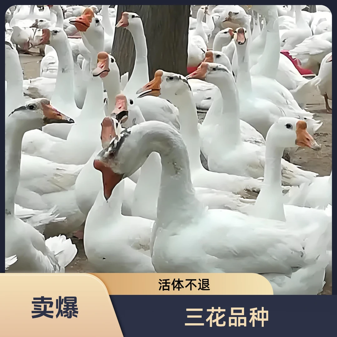 顺丰包邮大种三花（出壳苗）
