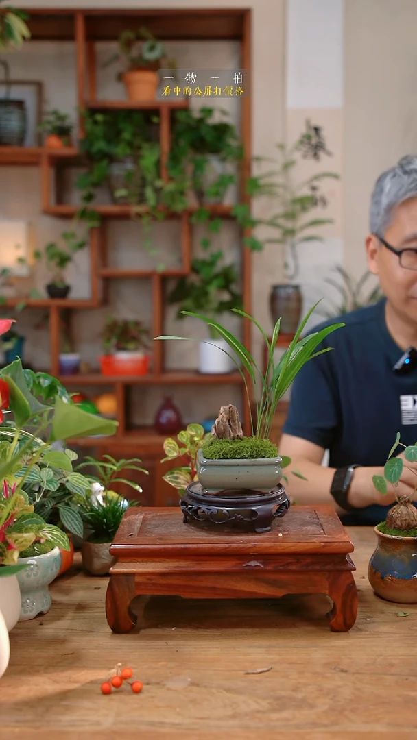 不开花植物棕竹盆景055