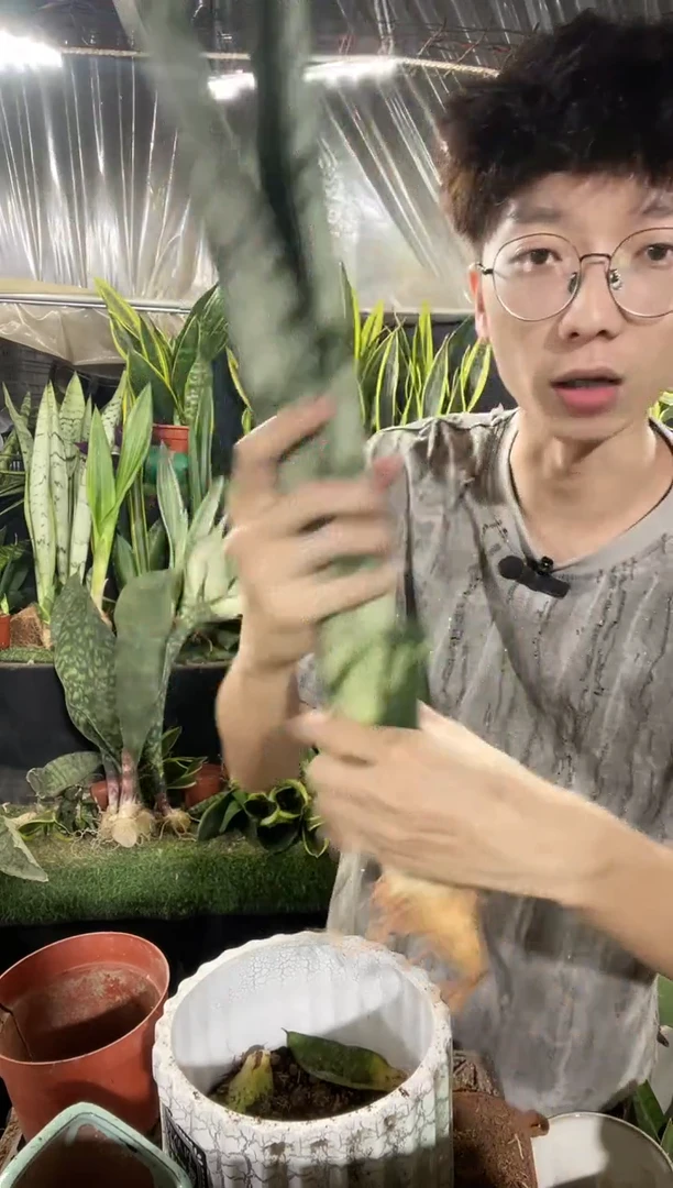 硬叶银麦50cm裸根16.8