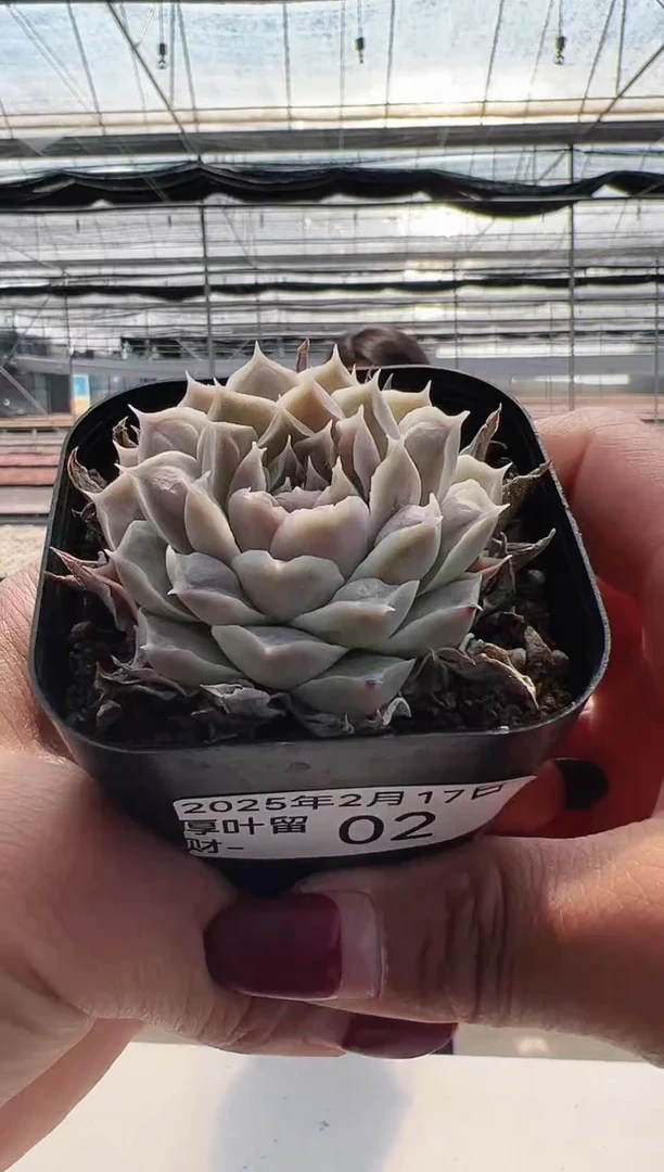 【闪购商品】厚叶留财-2