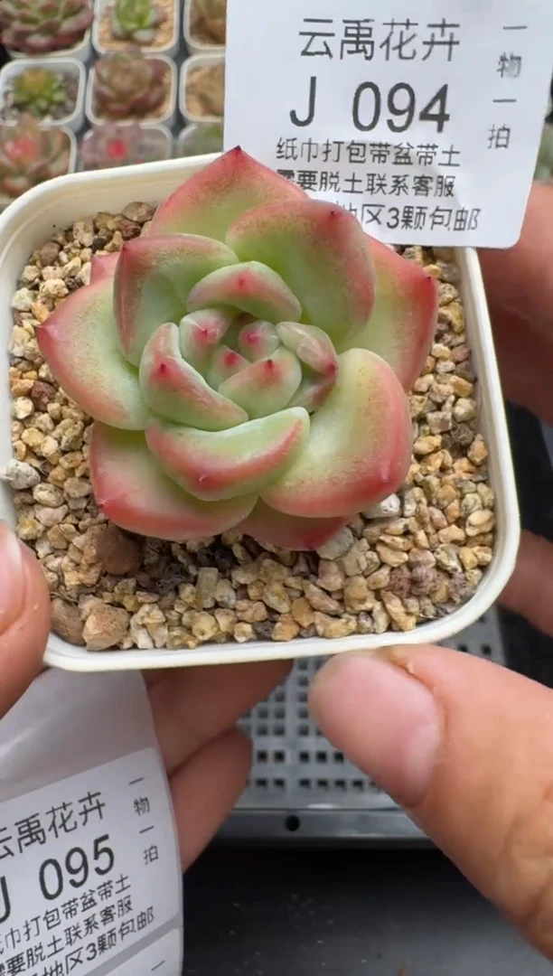 094J云禹多肉植物 带盆土纸巾打包 当天拍3颗包邮