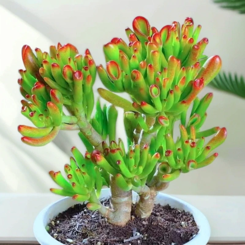 老桩吸财树，带土发，玉树老桩多肉植物夏天室内盆栽植物新手好养