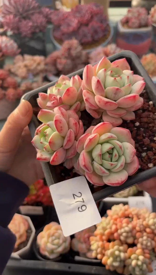 279群生香草多肉