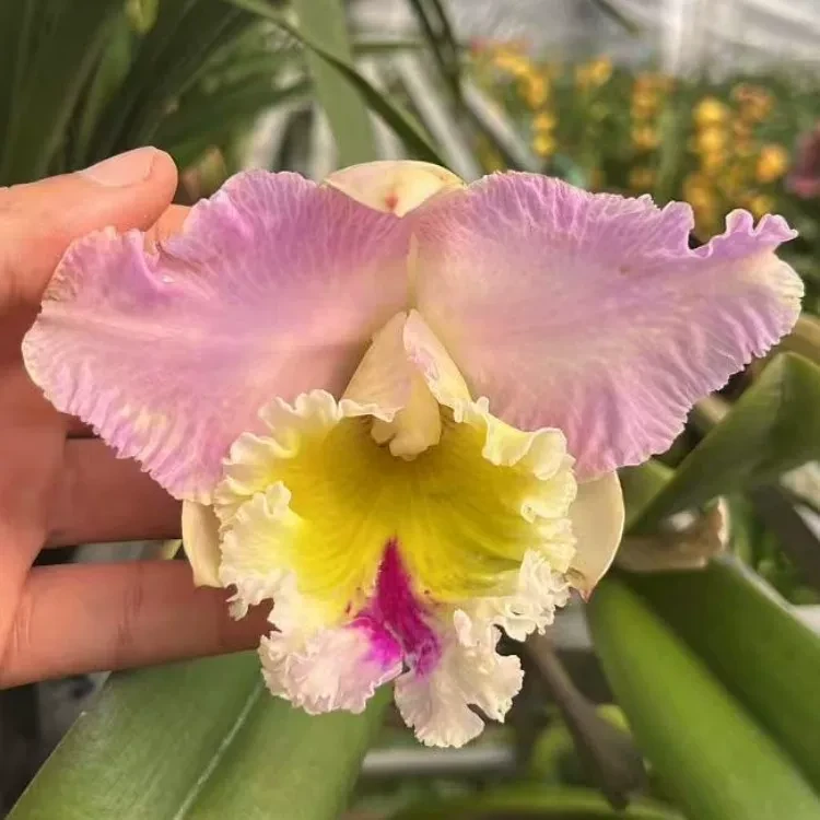 卡特兰现货情迷曼谷 Rlc. Lovely Bangkok粉色大花室内办公室洋兰