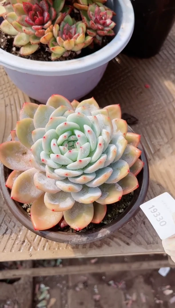 【闪购商品】19330多肉