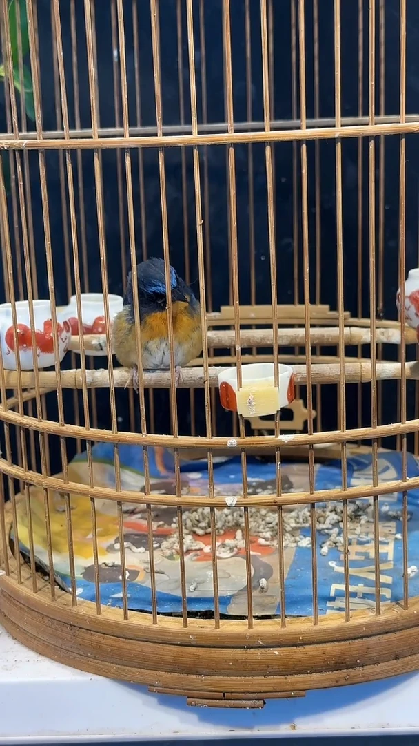 虎皮鹦鹉15号山岚养笼0元起拍