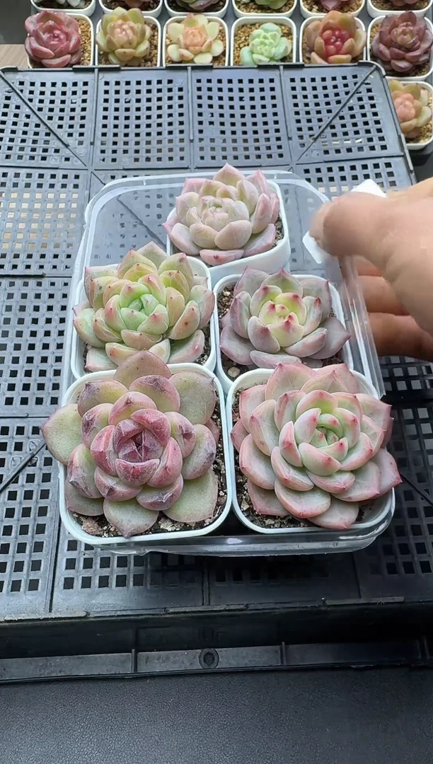 珍妮杂交多肉114