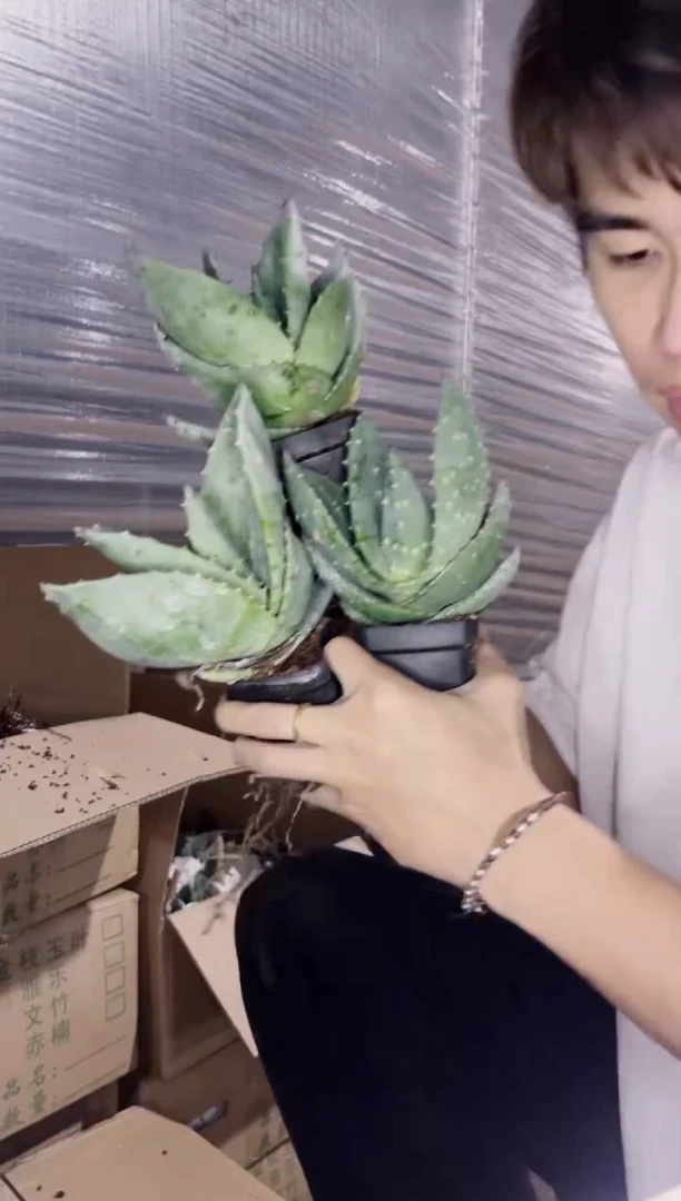 3颗 元宝芦荟【带根】