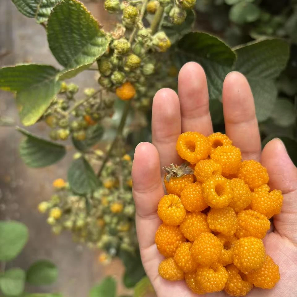 500克黄泡黄锁莓奶油泡刺泡三月泡树莓鲜果现摘现发