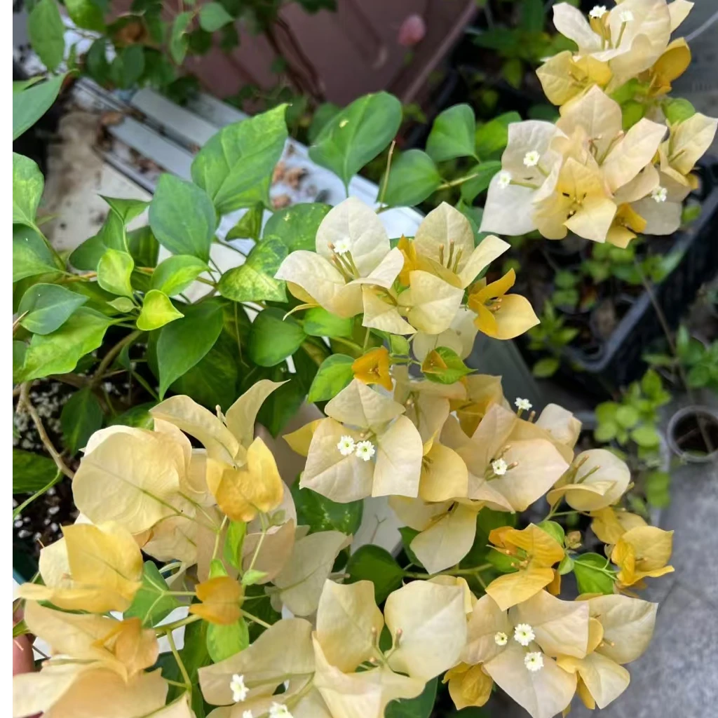 草莓黄三角梅袋苗 包对版