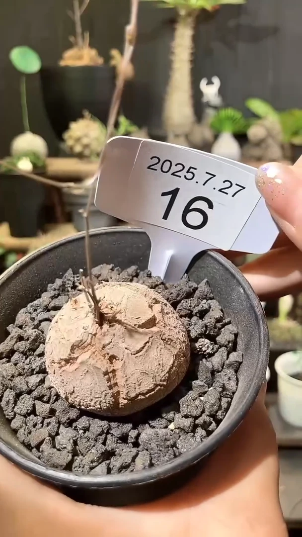 16号727甄选南非龟甲龙单颗