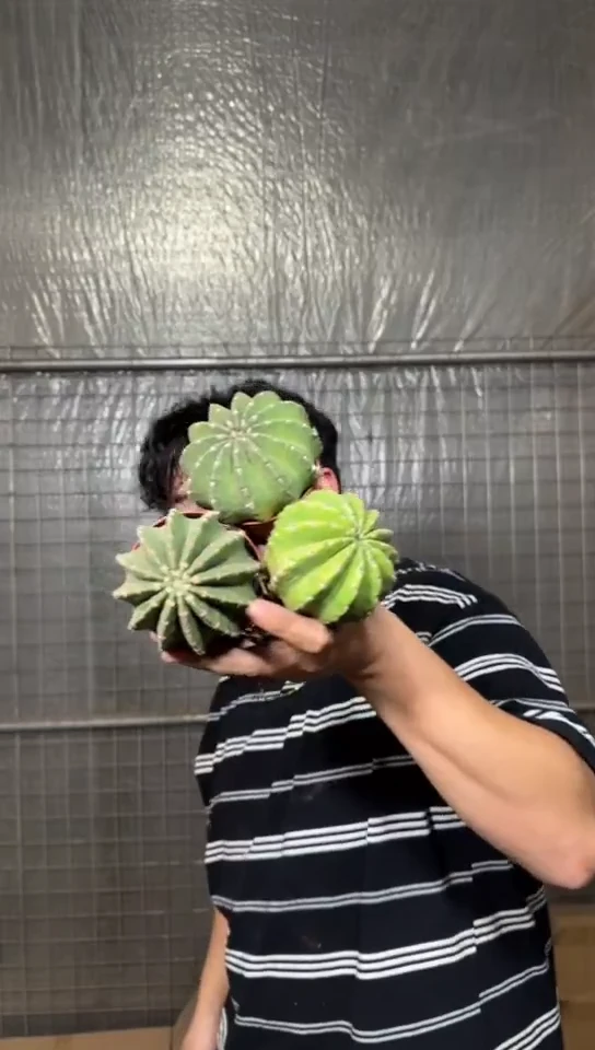 5颗 实生根 彩草 5-8cm