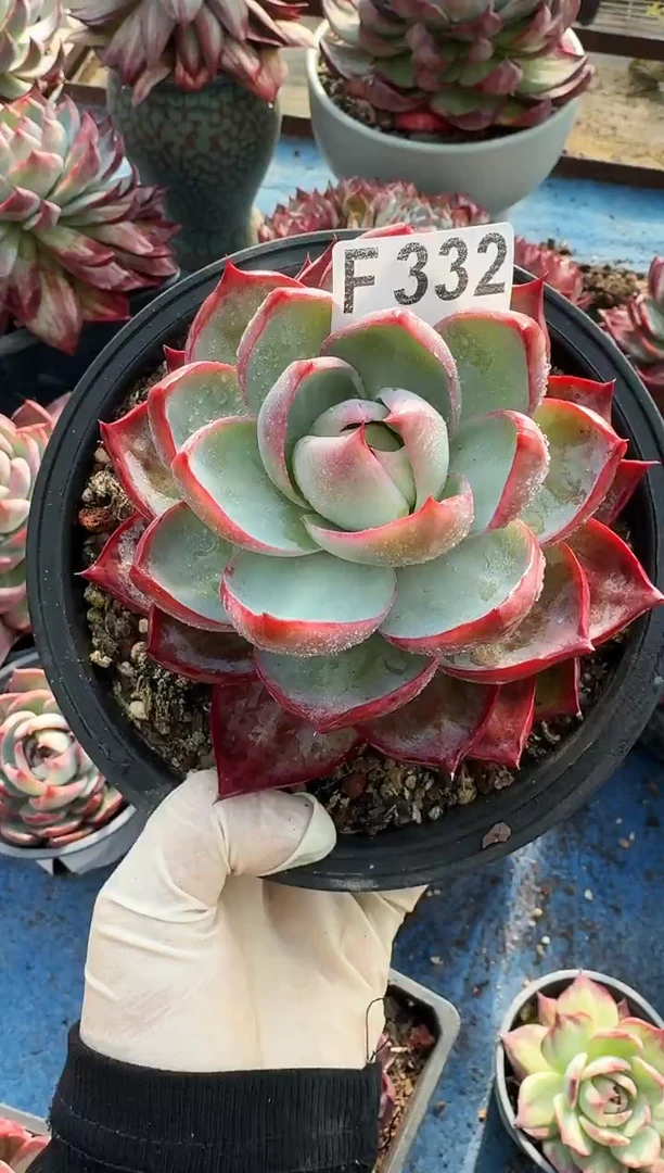 F332惊鸿仙子（裸根发货）