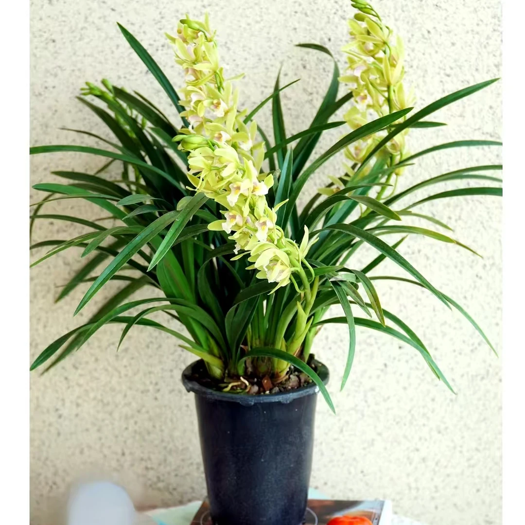 兰花盆栽年宵花室内耐养带花苞花期长一物一拍