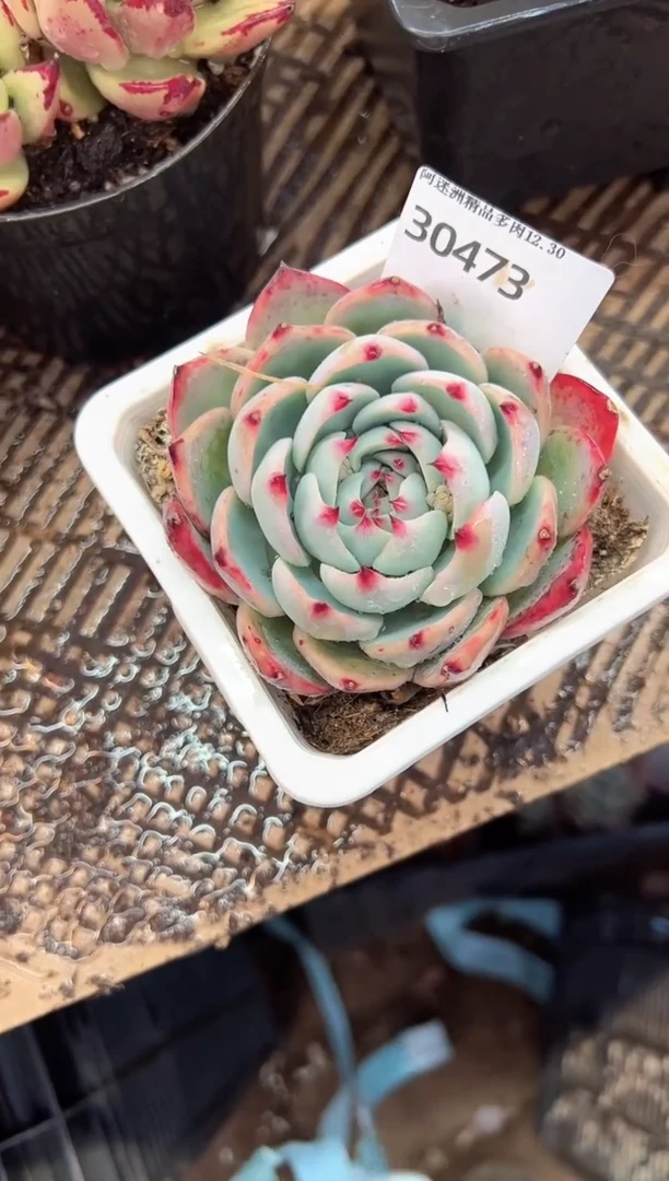 挺*的多肉植物一物一拍30473