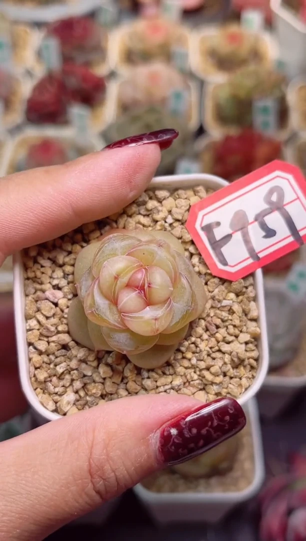 【闪购商品】F959沉香一物一拍