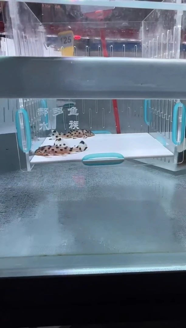 清道夫4+不包入缸损 老鼠斑2条