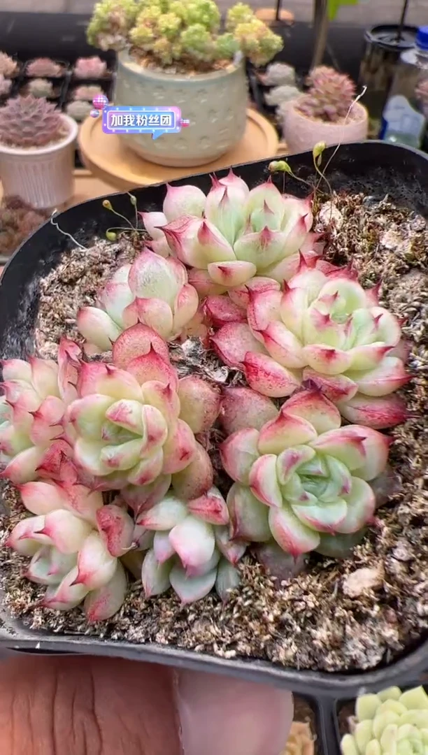 东云多肉园二店-29