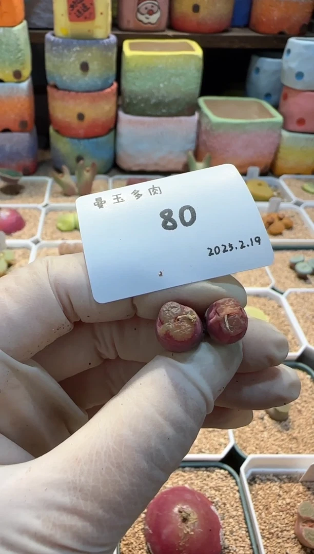 【闪购商品】25.2.19-80