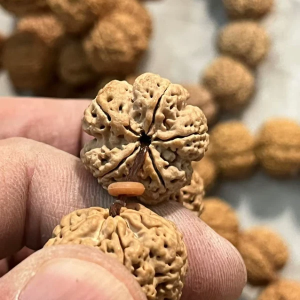 一代梁经典大梅花精品金刚菩提手串！