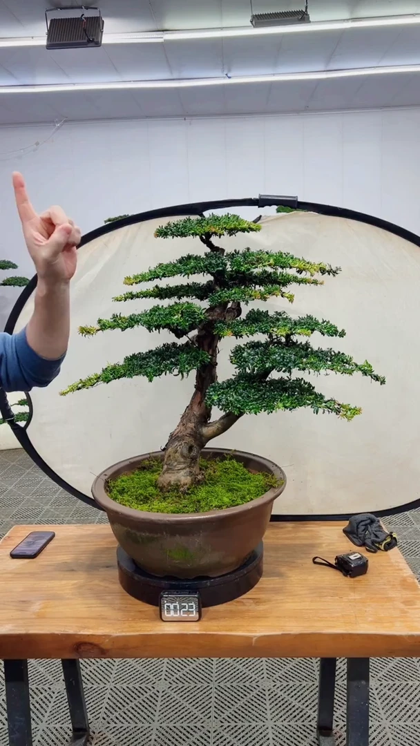 无花朵造型盆景造型盆景