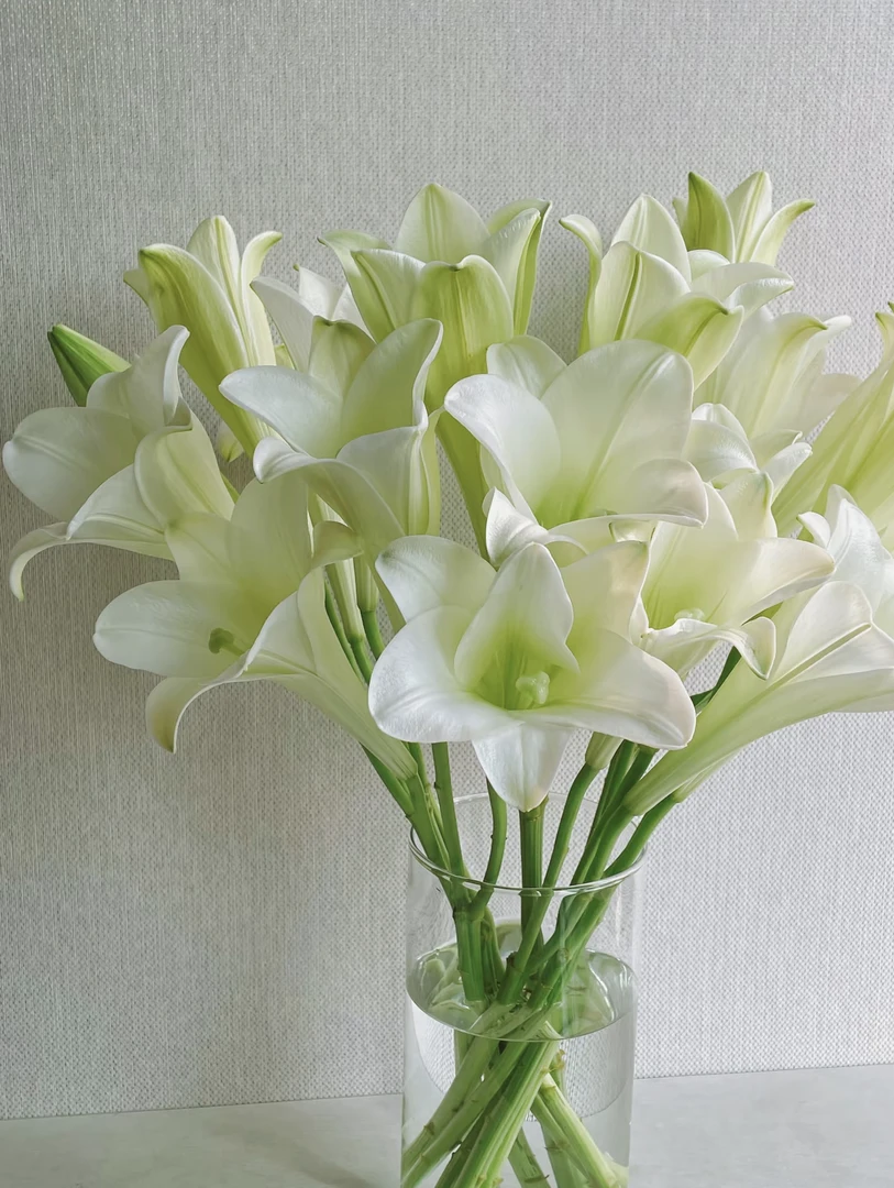 毛毛花卉【 白铁炮3头亚百合】一单中通冷链两单顺丰冷链或京东