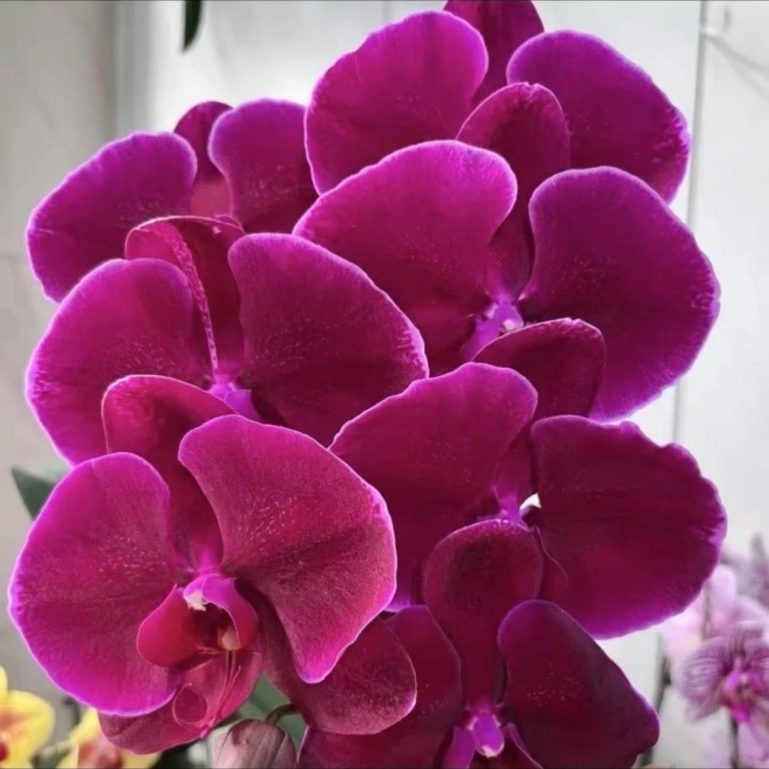 红天鹅蝴蝶兰带花剑