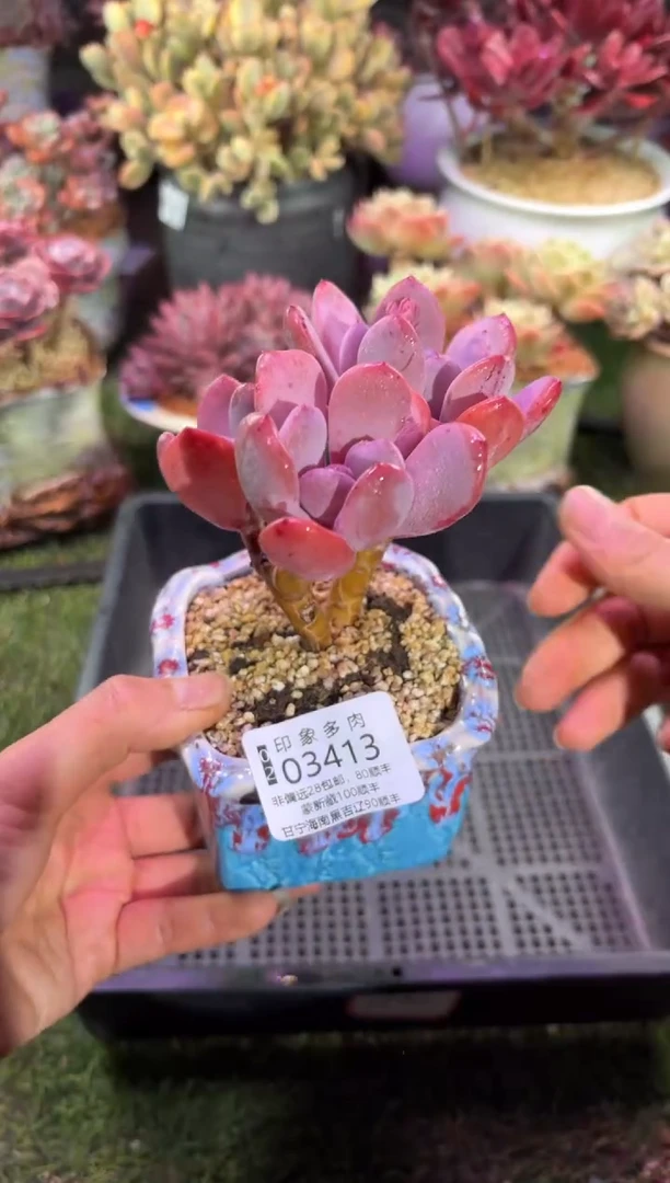 【闪购商品】03413脱土带盆