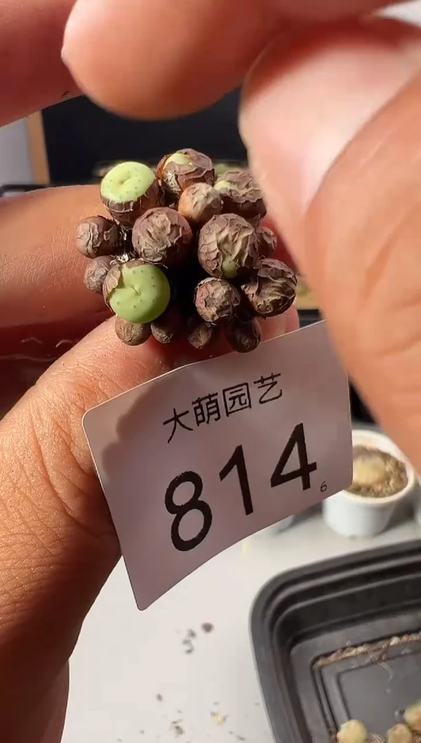 一物一拍            814