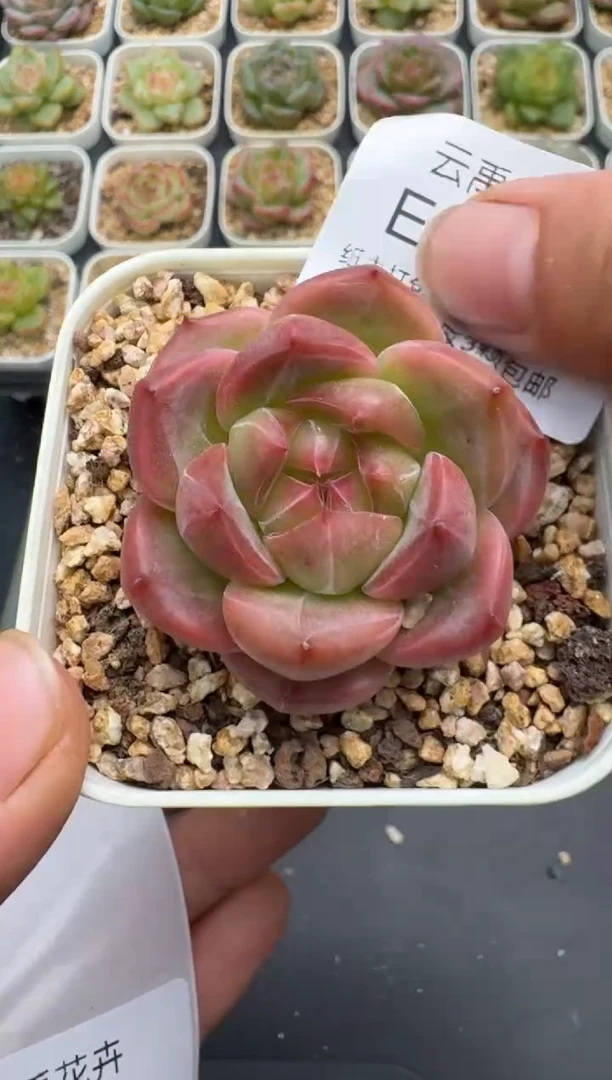 371E云禹多肉植物 带盆土纸巾打包 3颗包邮