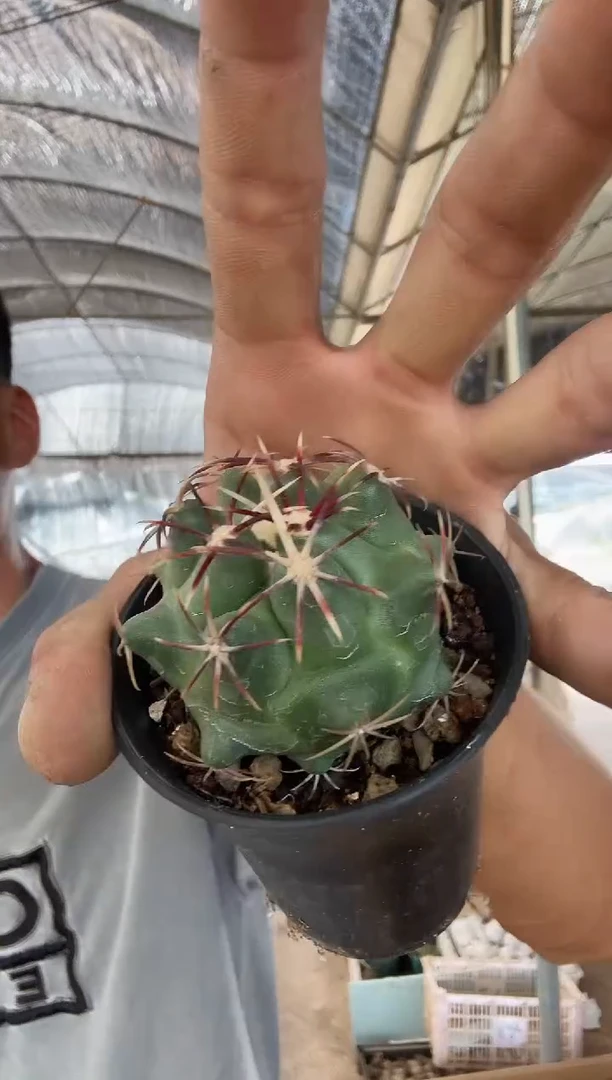 实生大红鹰 25.99