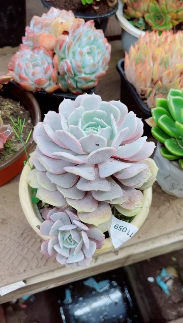 郭*11059多肉植物一物一拍