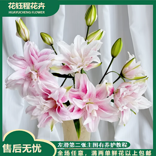 【春日来信/不拍保温棉冻坏不售后】重瓣百合 两单以上包邮