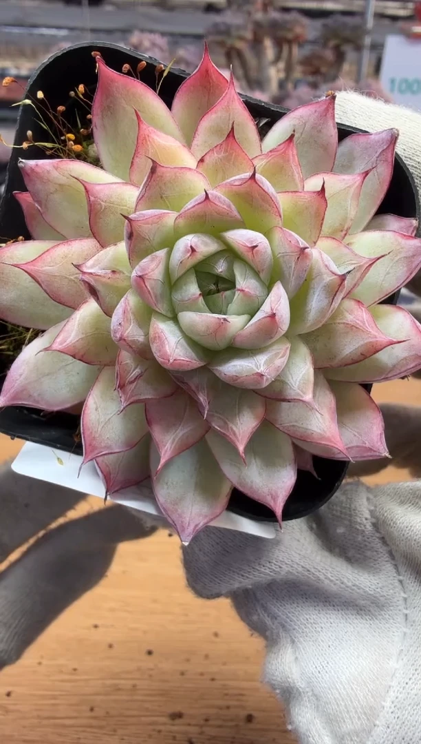 东云多肉园三店-255