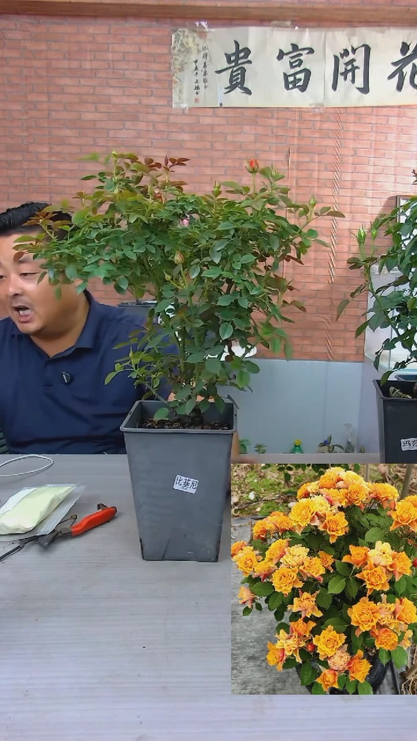 当前无花朵，栽培后可花朵比基尼