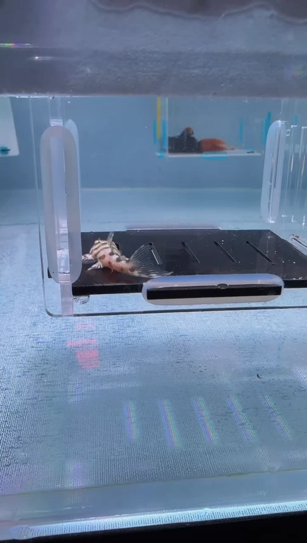 清道夫3.8不包入缸损20