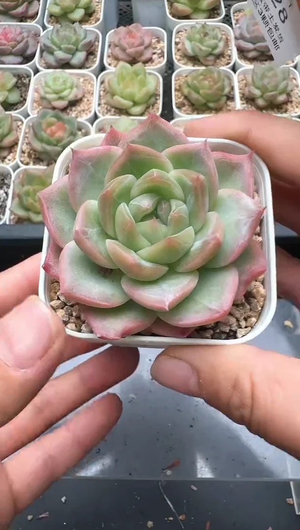 978D云禹多肉植物 带盆土纸巾打包 3颗包邮