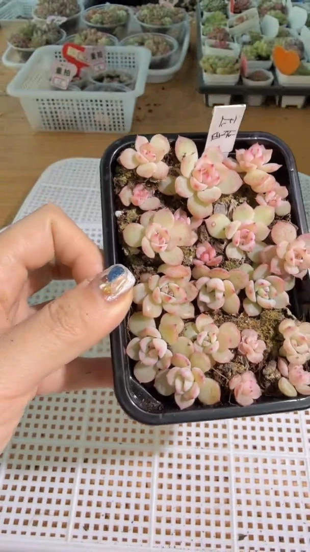 玉笛切糕1盒 量拍多肉植物