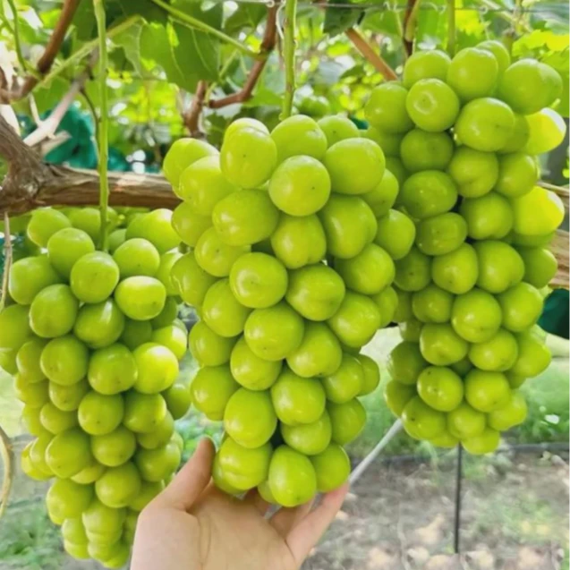 【礼盒装】晴王阳光玫瑰7-8斤无籽葡萄